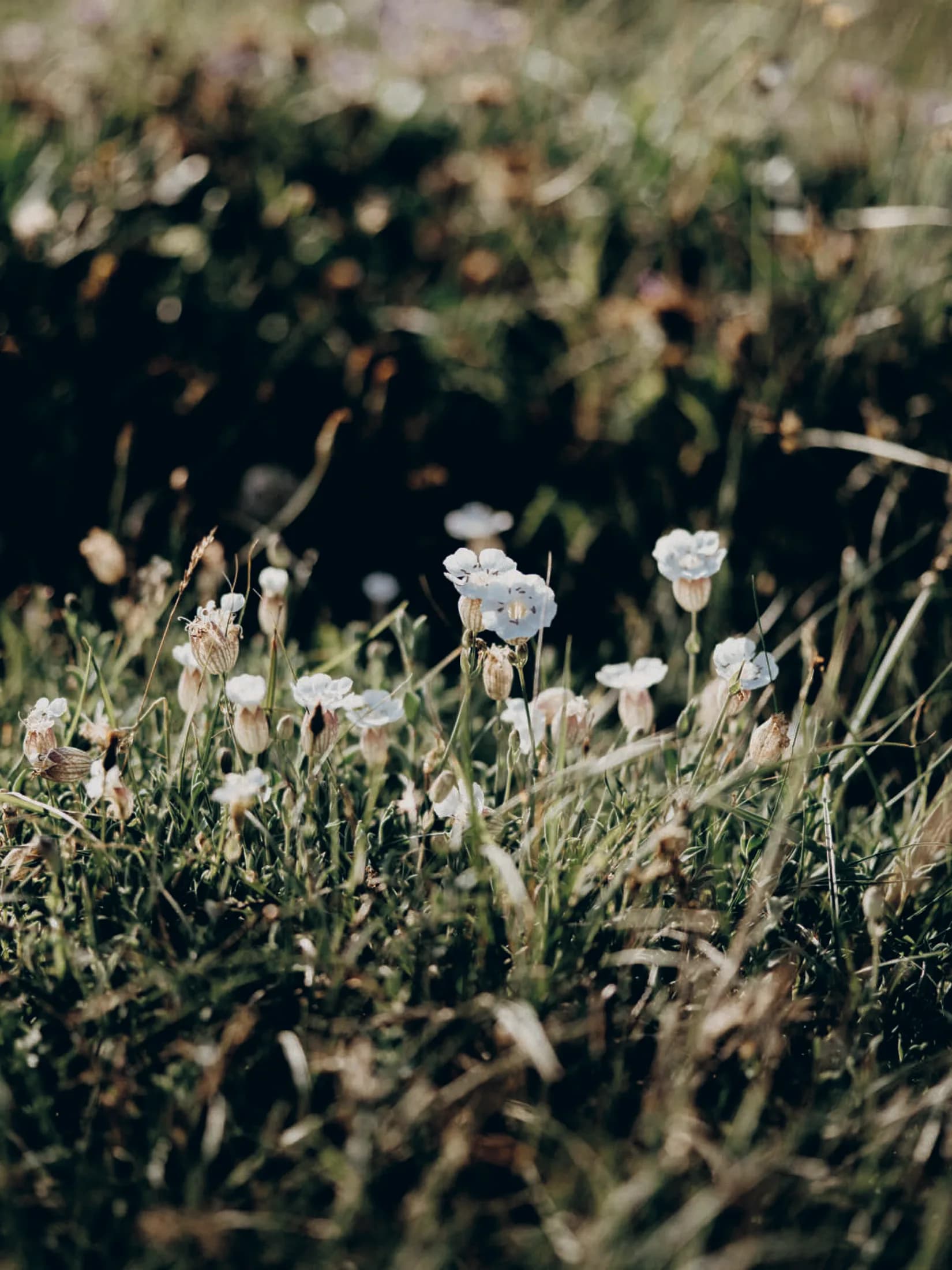 Gämsenberg 2 | Weiße Blumen in einem Grasfeld