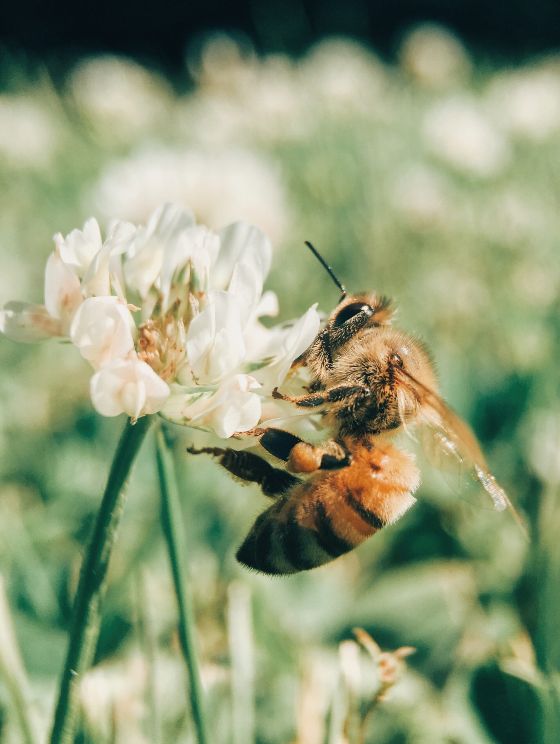 Seeber-Gaerten / eine Biene, die auf einer weißen Blume weidet