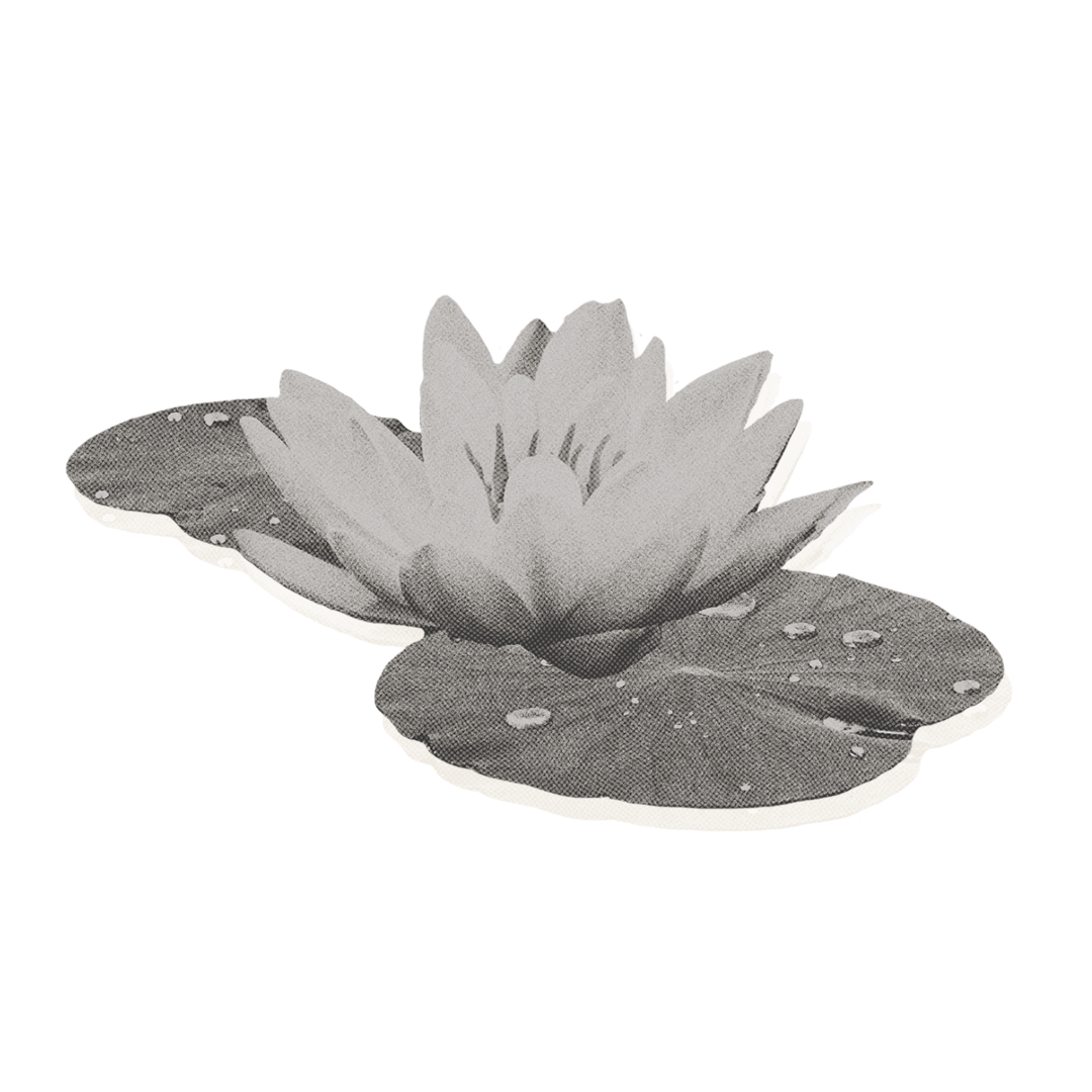 Pflugfelder / Lotus Blume