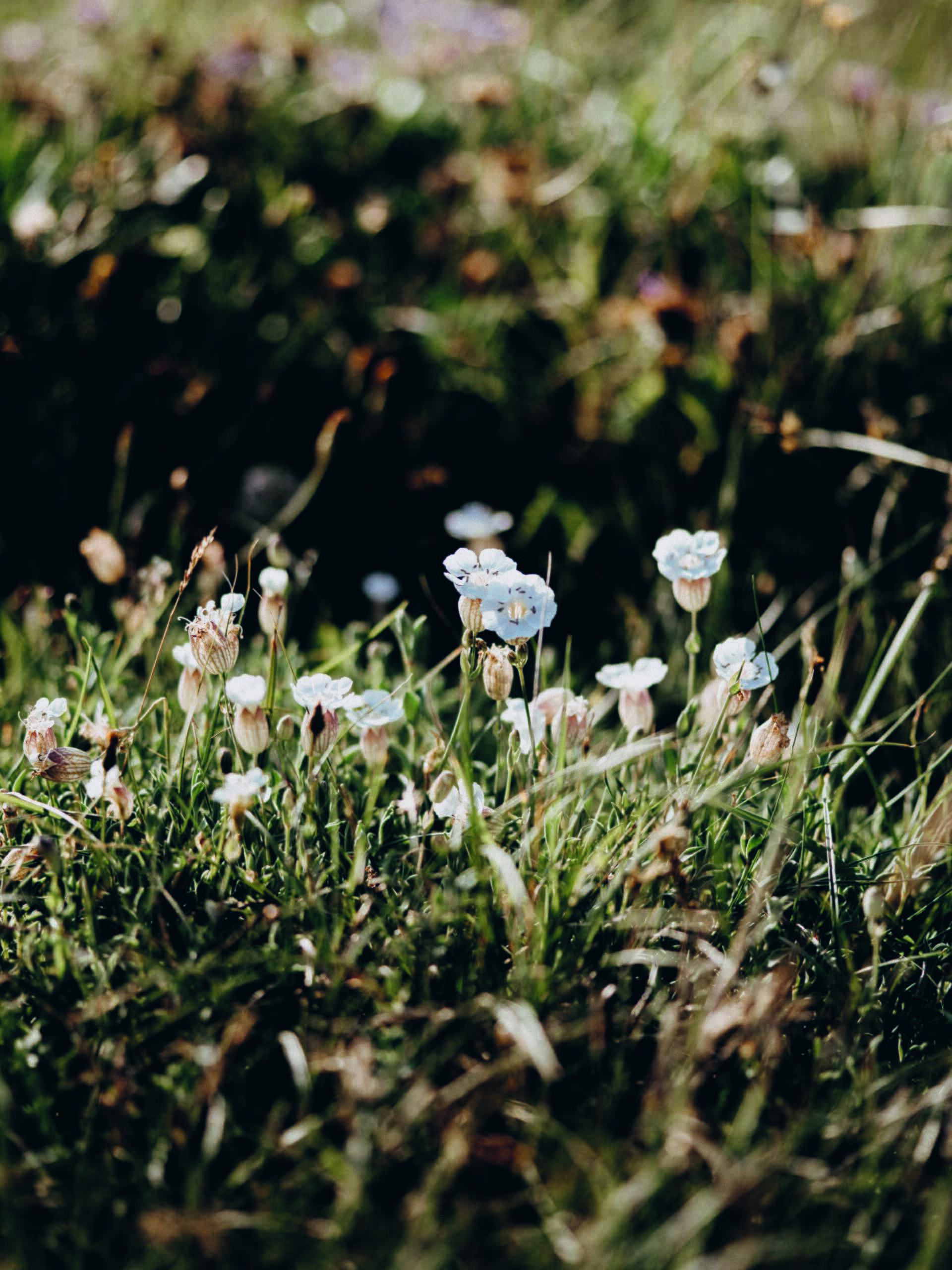 weiße Blumen in einem Grasfeld